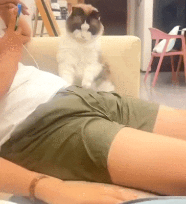 nekoda猫打图