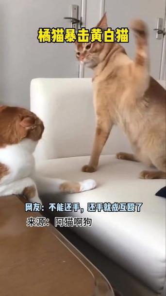 nekoda猫打图