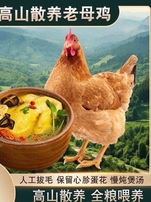 老母鸡怎么炖好吃