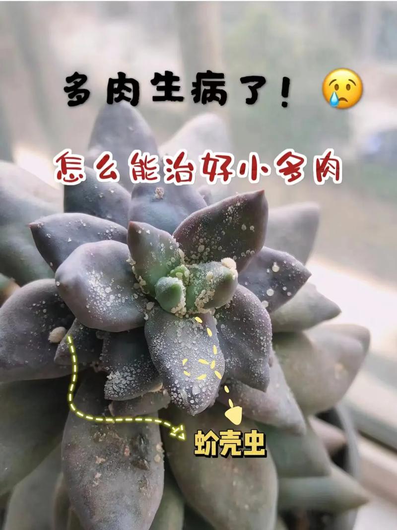 多肉上长了白色的小虫子怎么办图标