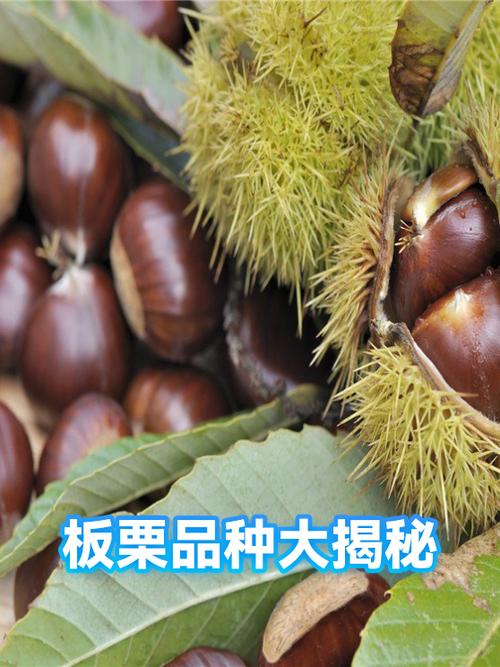 炒板栗一天能赚多少钱图标