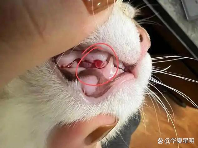 猫知道人类是男女吗