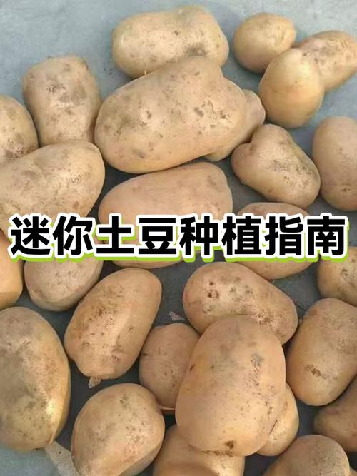 迷你世界土豆怎么越种越多图标