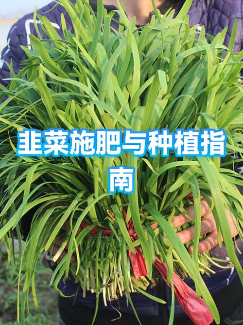 韭菜种植管理技术