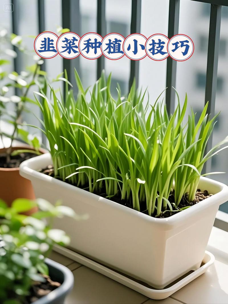 韭菜种植管理技术