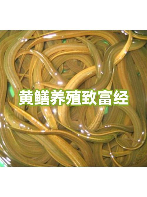 致富经黄鳝养殖全部视频图标