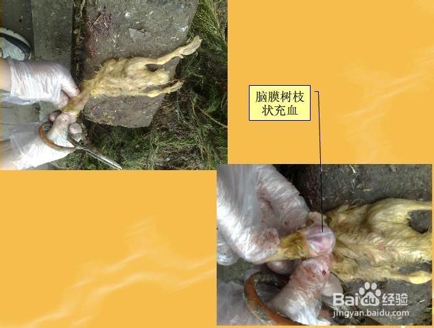 黄病毒属包括哪些病毒