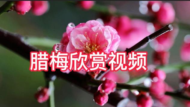 梅花视频旧版免费看