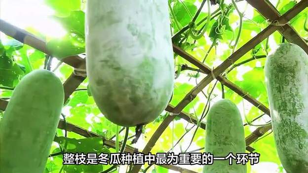 冬瓜整枝打叉视频