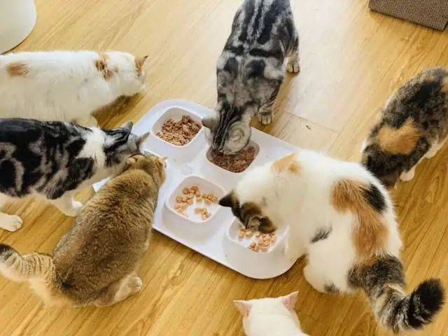 猫知道饥饱吗?