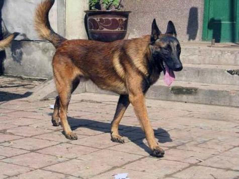 马犬白胸最贵三个品种图标