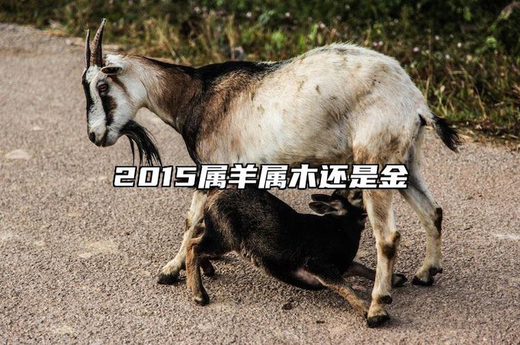 2015年属羊五行属什么命