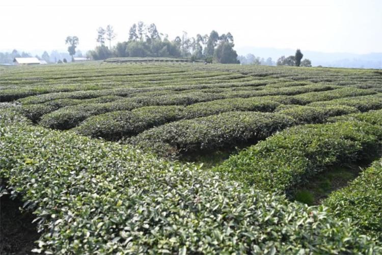 10亩茶园一年多少收入图标