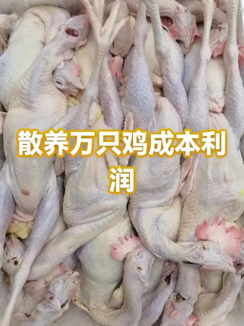 养100只公鸡的利润与成本图标