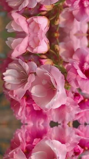 云南樱花
