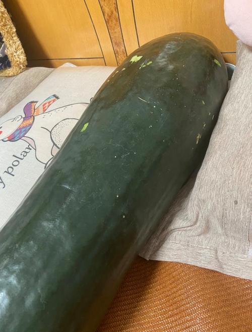冬瓜短视频