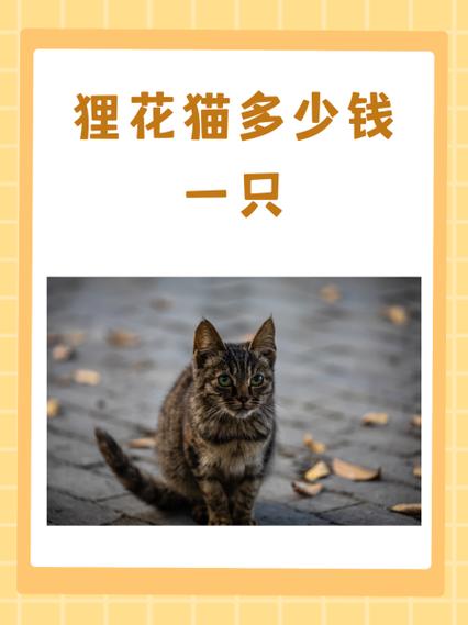 狸花猫属于什么档次