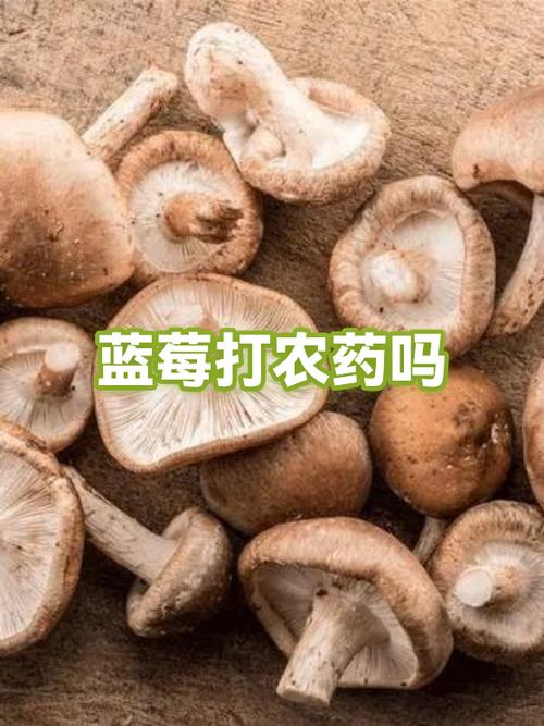 百度9蘑菇蓝莓成长