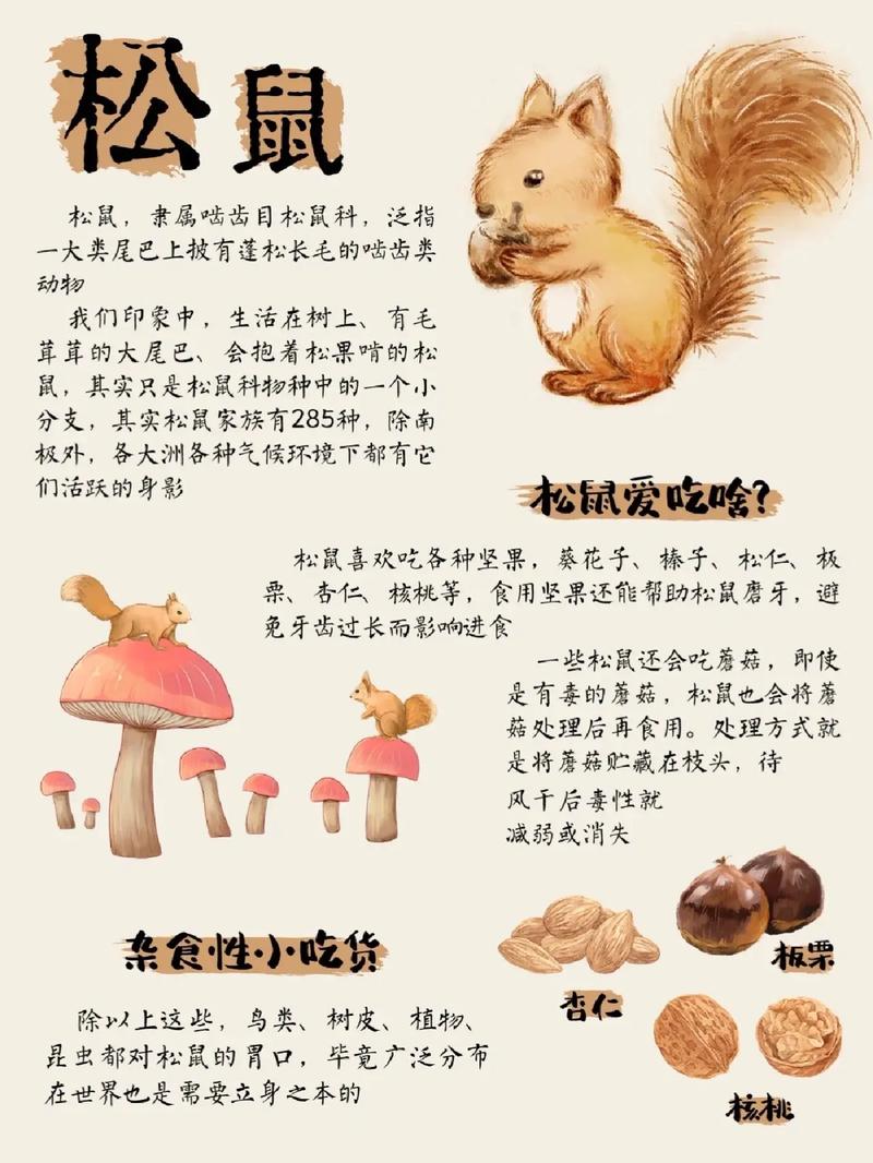 松鼠在玄学中的解释