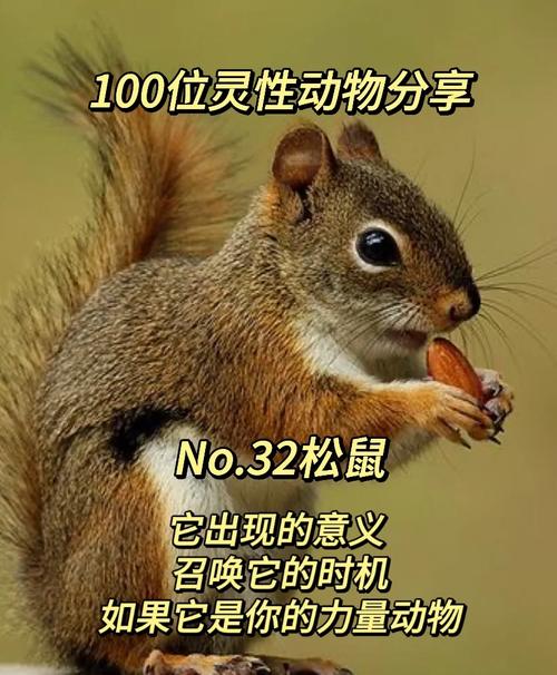 松鼠在玄学中的解释