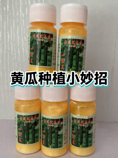 种黄瓜最简单方法