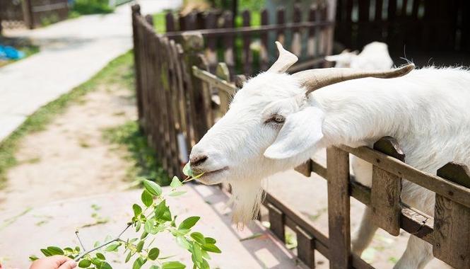 成群结队三大生肖