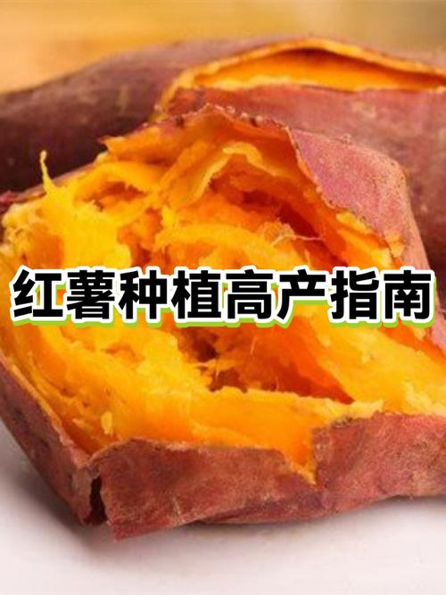 红薯高产绝密配方图标