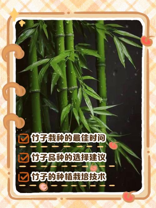 竹子种植技术与管理
