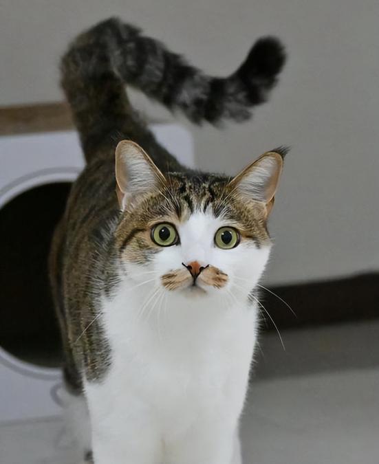 十大最好养猫排名