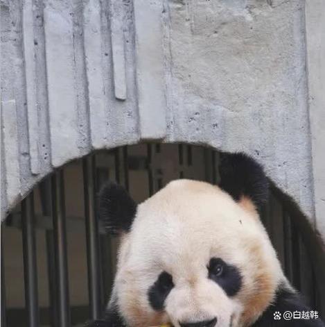 最火的熊猫叫什么名字