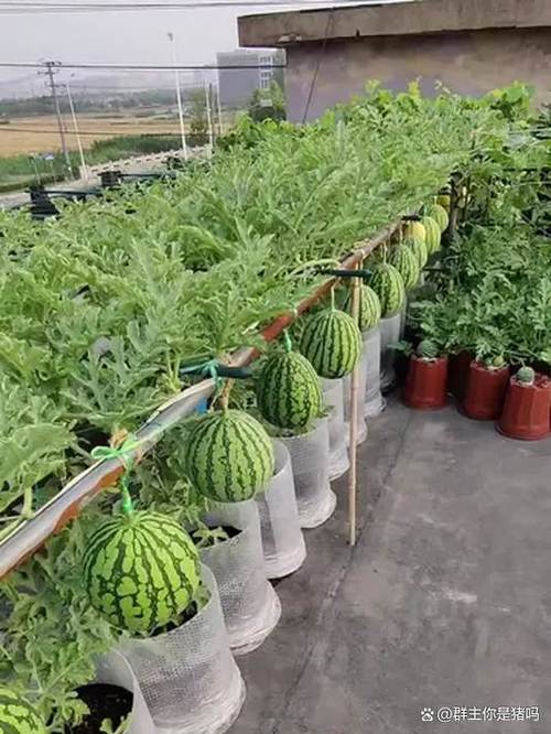 室内西瓜种植