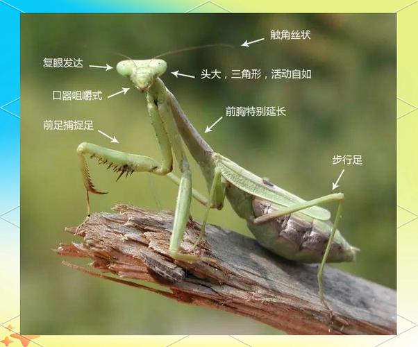 螳螂百度百科图标