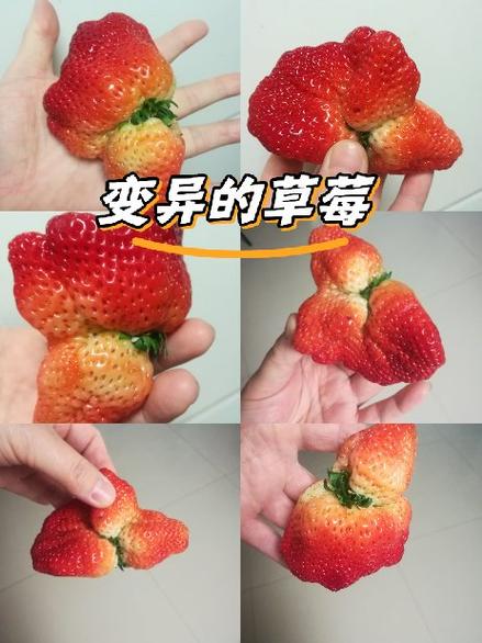 草莓转赚钱吗