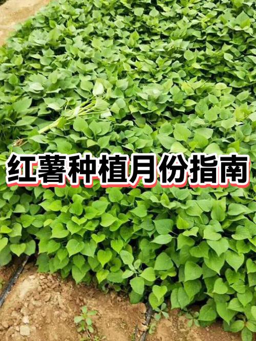 地瓜种植时间和方法