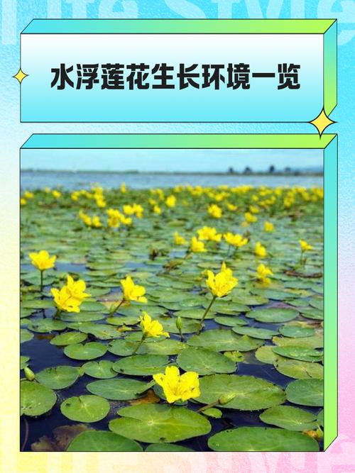 池塘里的水生植物大全