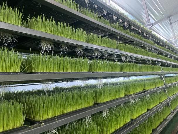 大麦种植时间和方法
