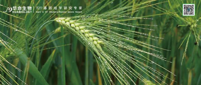 大麦种植时间和方法