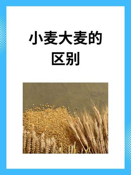 大麦种植时间和方法