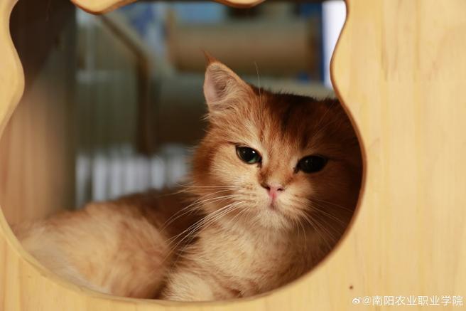 猫咪新版官网
