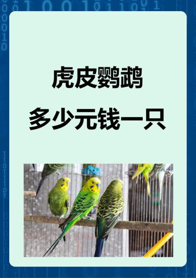 小鹦鹉10元一只