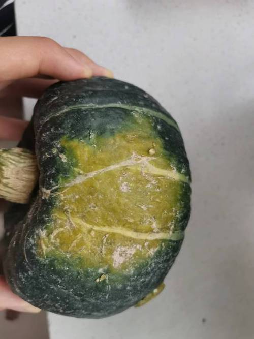 怎么看南瓜是不是坏了