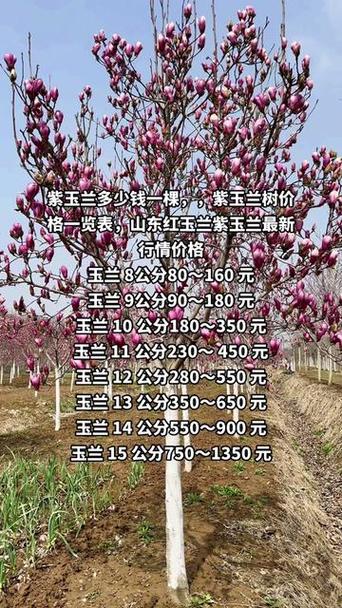 玉兰多少钱一盒