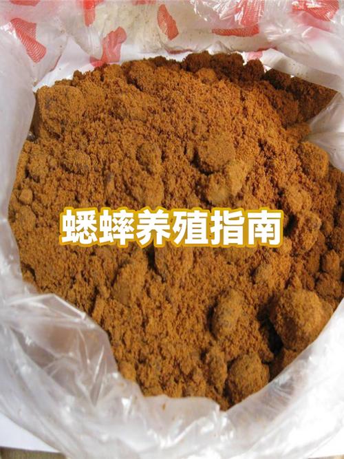洛阳杨洋蟋蟀养殖基地