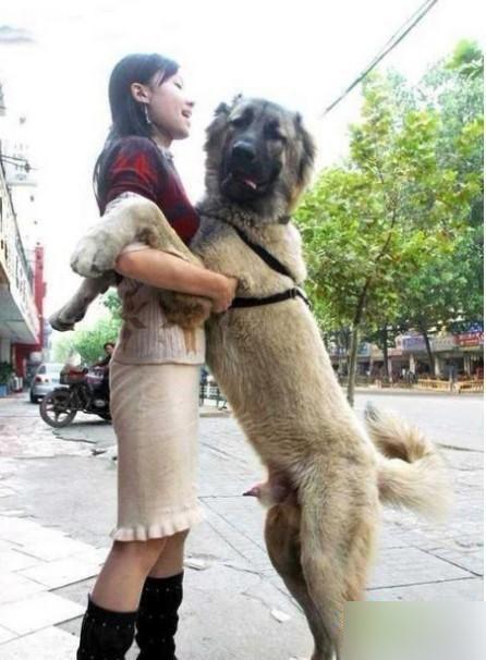 捕捉美女当宠物的系统