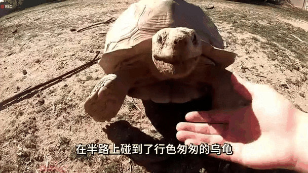 乌龟怎么生小乌龟