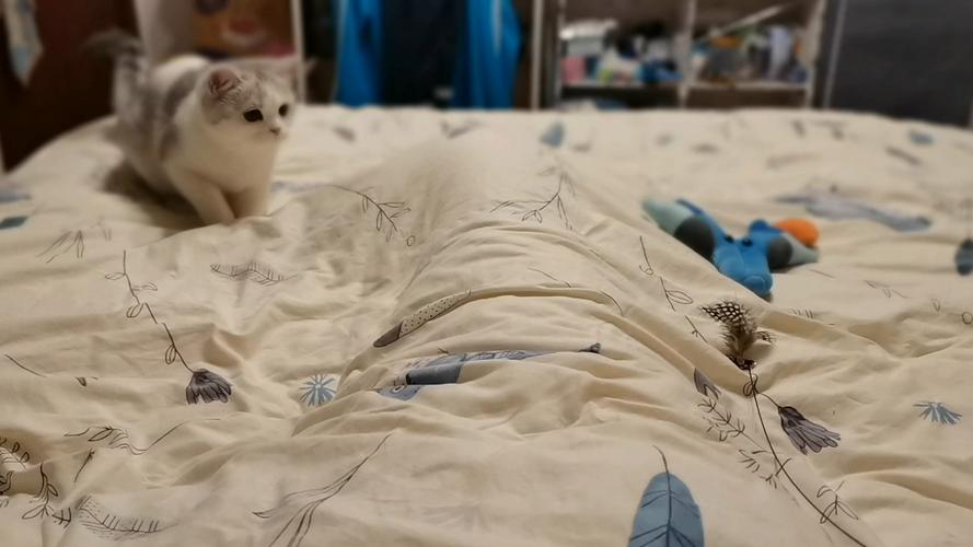猫咪需要一直陪玩吗图标