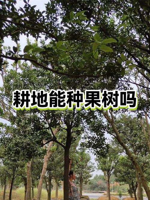 在自家耕地上栽果树可以吗图标