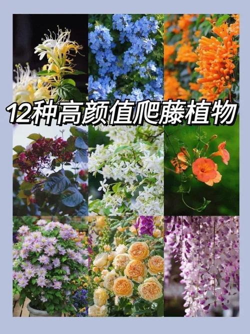 爬藤的植物有哪些