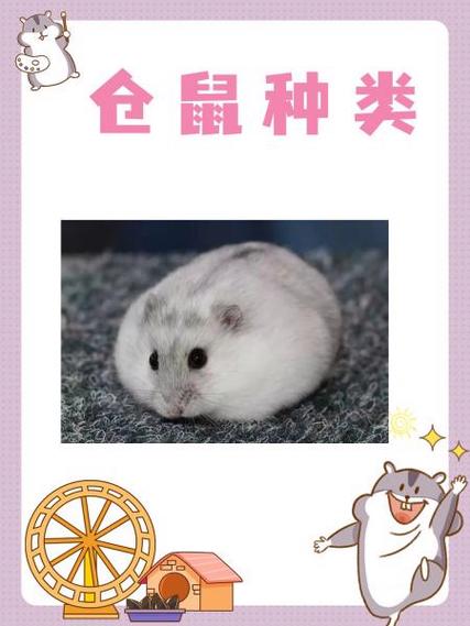 仓鼠养几只最好