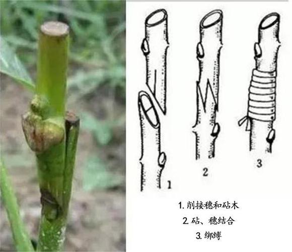接树苗的方法和技术图标